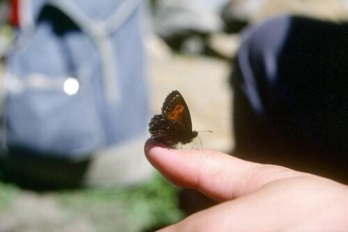 2055 Index [1024x768]