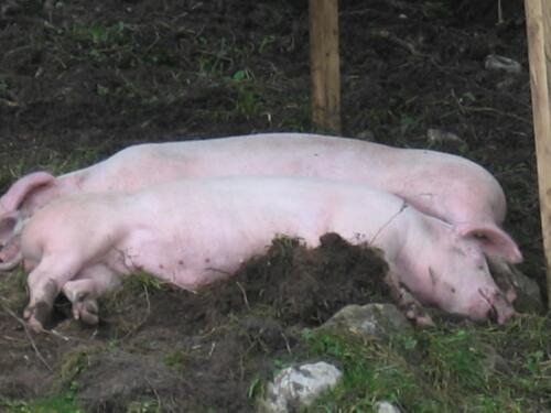 SOLA 2003 - 79 [1024x768]